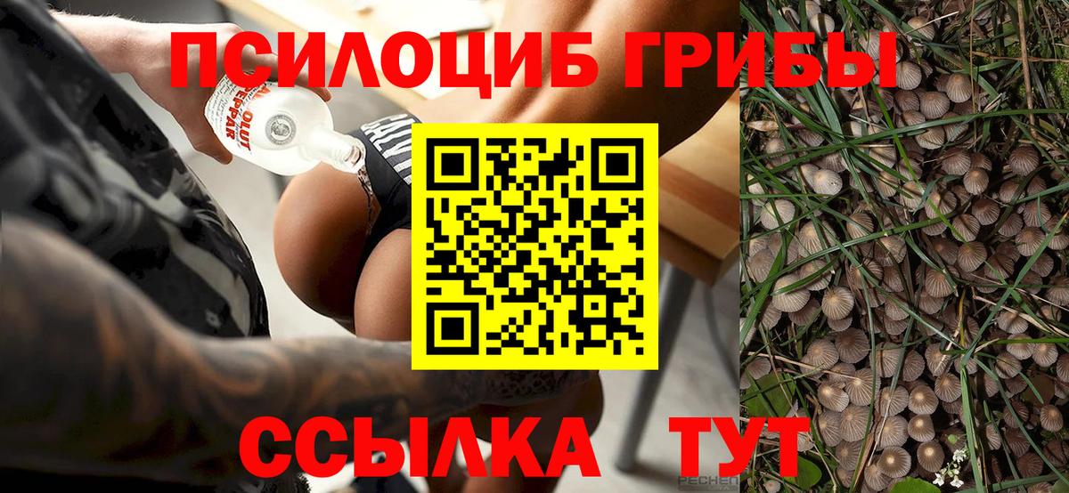 Галлюциногенные грибы Psilocybe Мурино